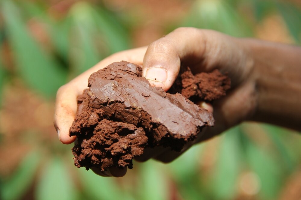 dense clay soil
